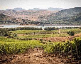 CUSUMANO: “VENDEMMIA 2025 STRAORDINARIA. I DAZI? DAL 2026 SARANNO ‘METABOLIZZATI’”